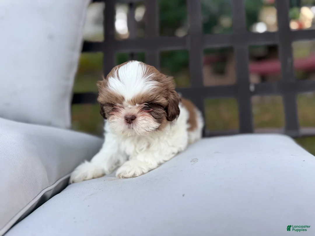 Shih Tzu dogs for sale: Shih Tzu 4 it’s a male  - Ad 2
