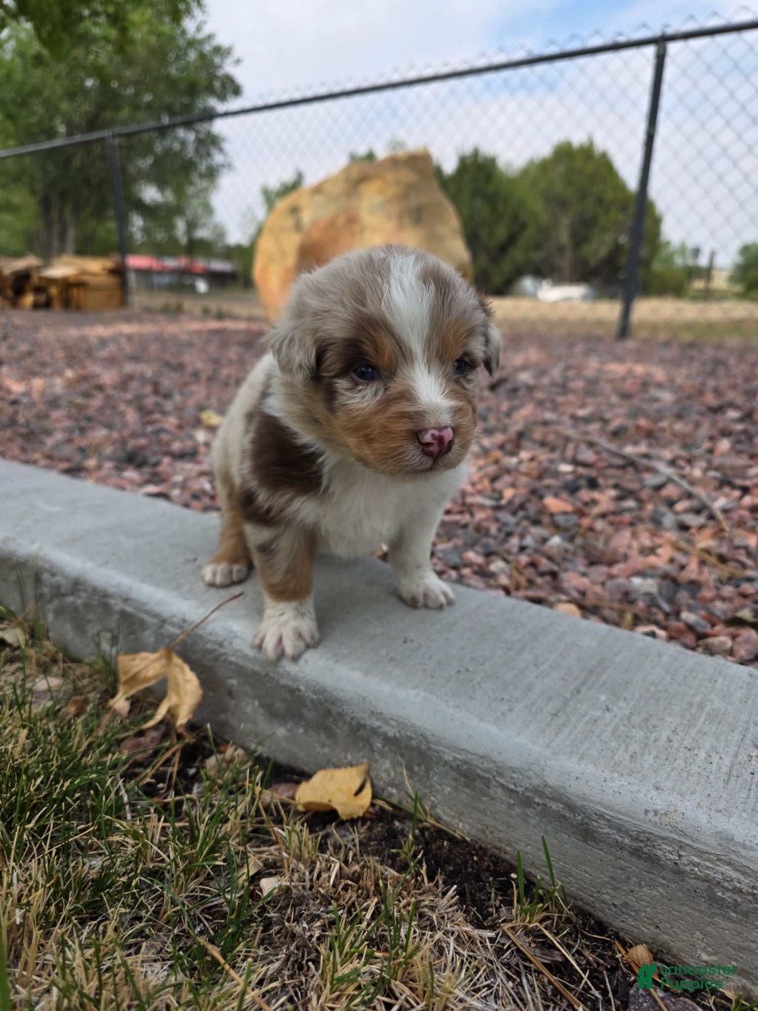 Australian Shepherd dogs Rolex Red Merle - Ad 2