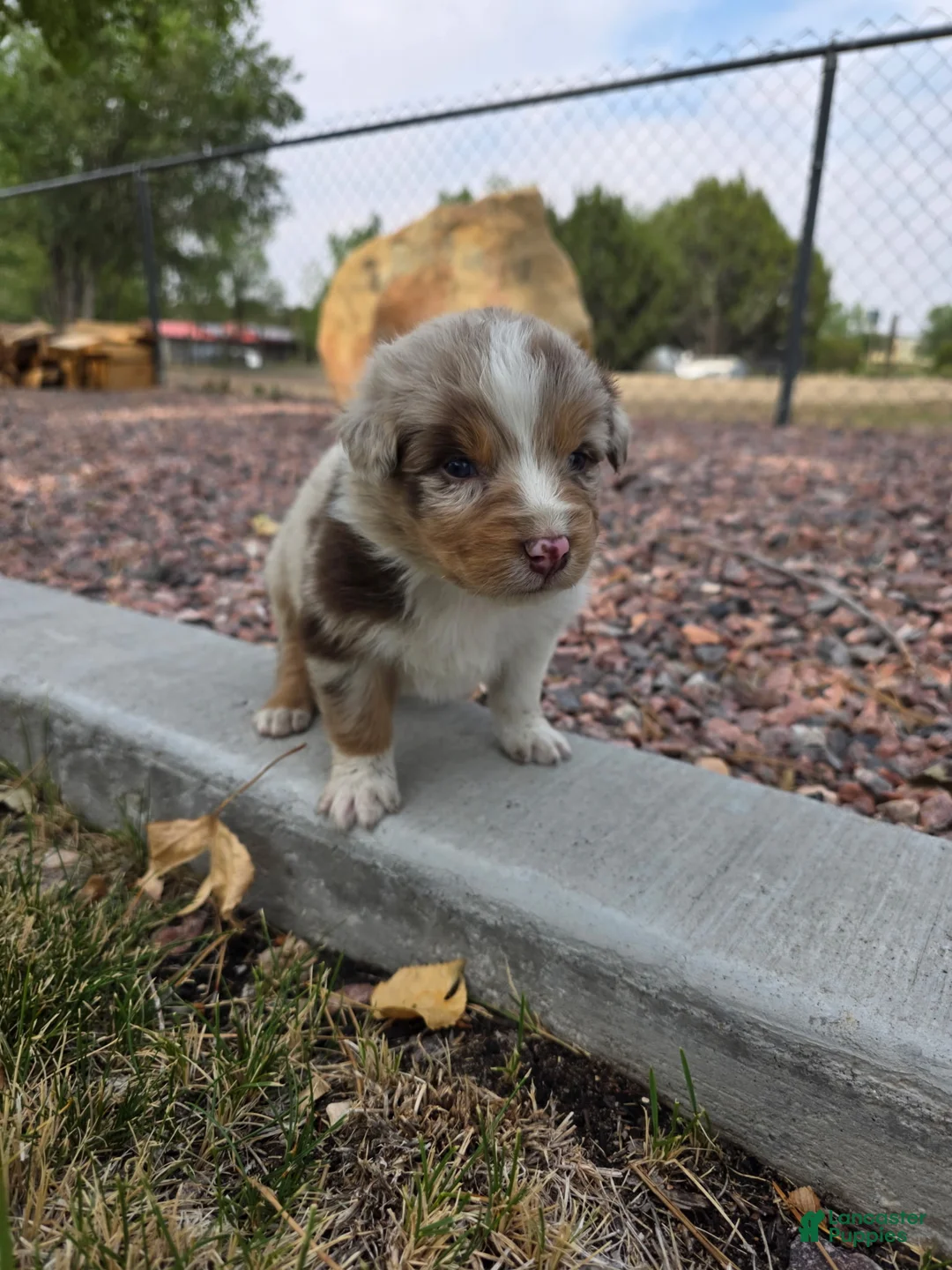 Australian Shepherd dogs for sale: Rolex Red Merle - Ad 2