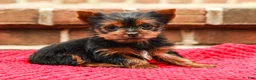 Yorkshire Terrier dogs for sale: Pinky (Extra Small) - Ad 5