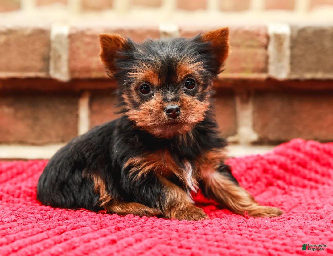 Yorkshire Terrier dogs for sale: Pinky (Extra Small) - Ad 5