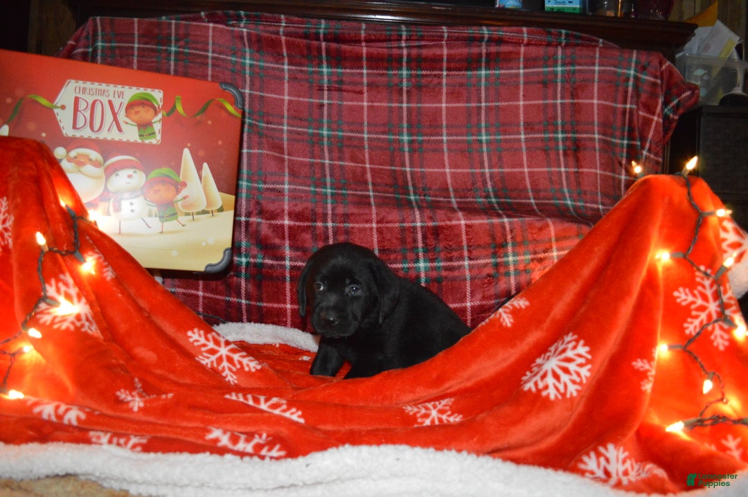 Labrador Retriever dogs for sale: Daisy - Ad 1