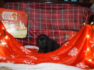 Labrador Retriever dogs Daisy - Ad 14