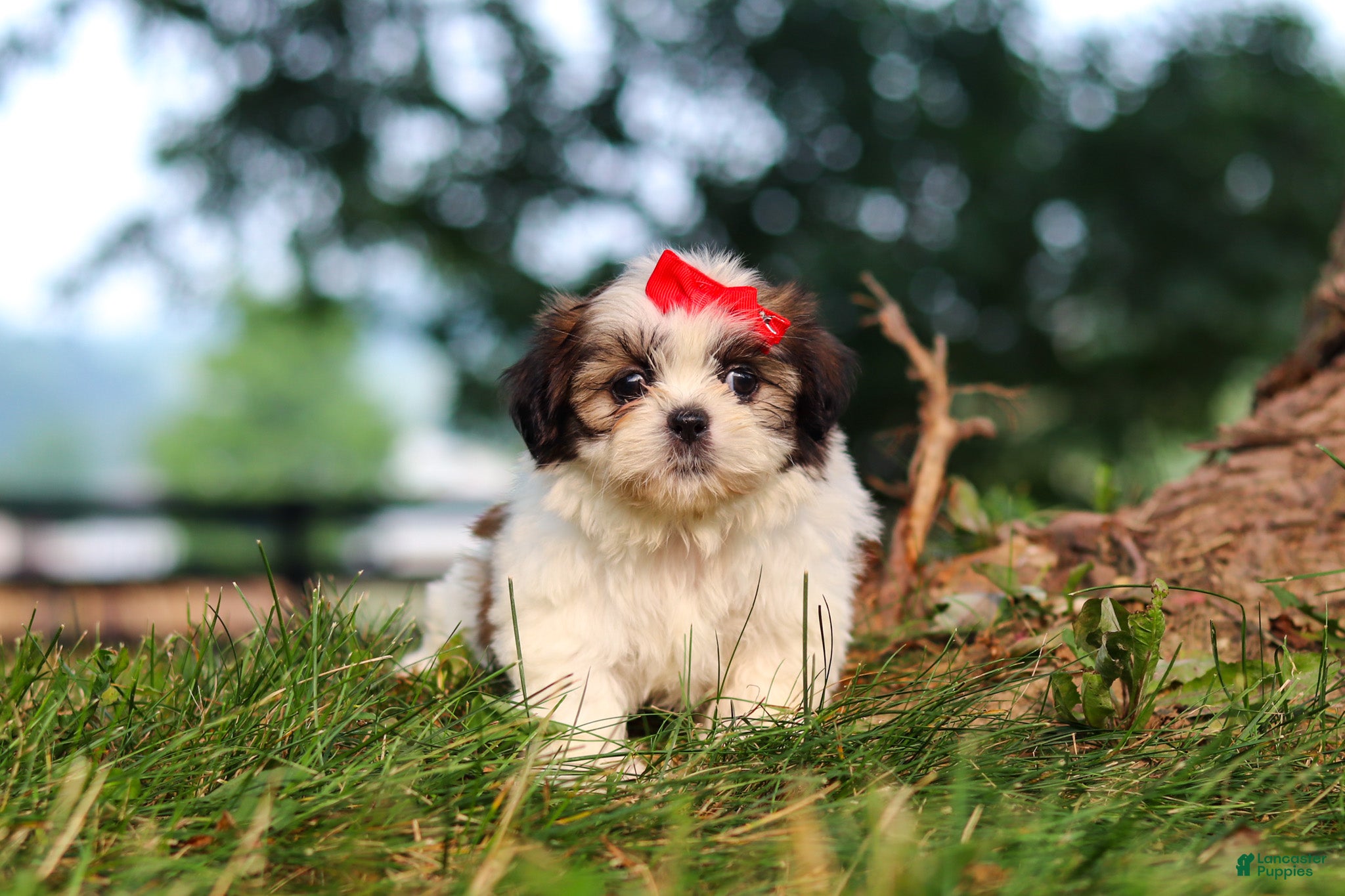 Shih Tzu dogs Honey - Ad 2