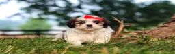Shih Tzu dogs for sale: Honey - Ad 2