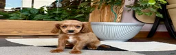 Mixed Breed dogs for sale: Cockapoo/Cavapoo female 2  - Ad 4