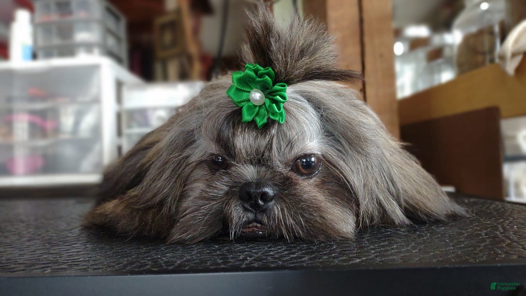 Shih Tzu dogs for sale: Ewok Naturally-reared - Ad 4