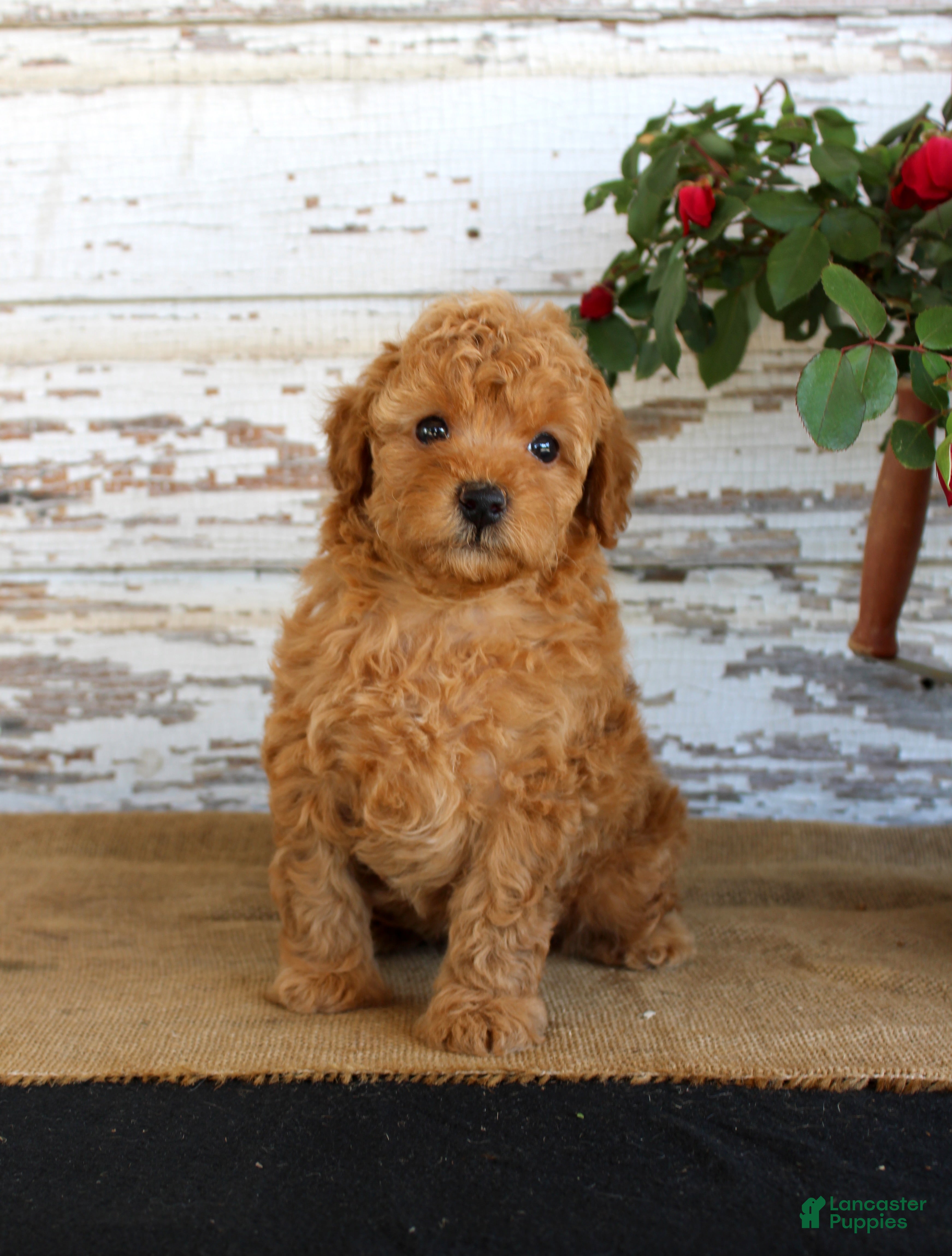 Miniature Poodle dogs Copper - Ad 3