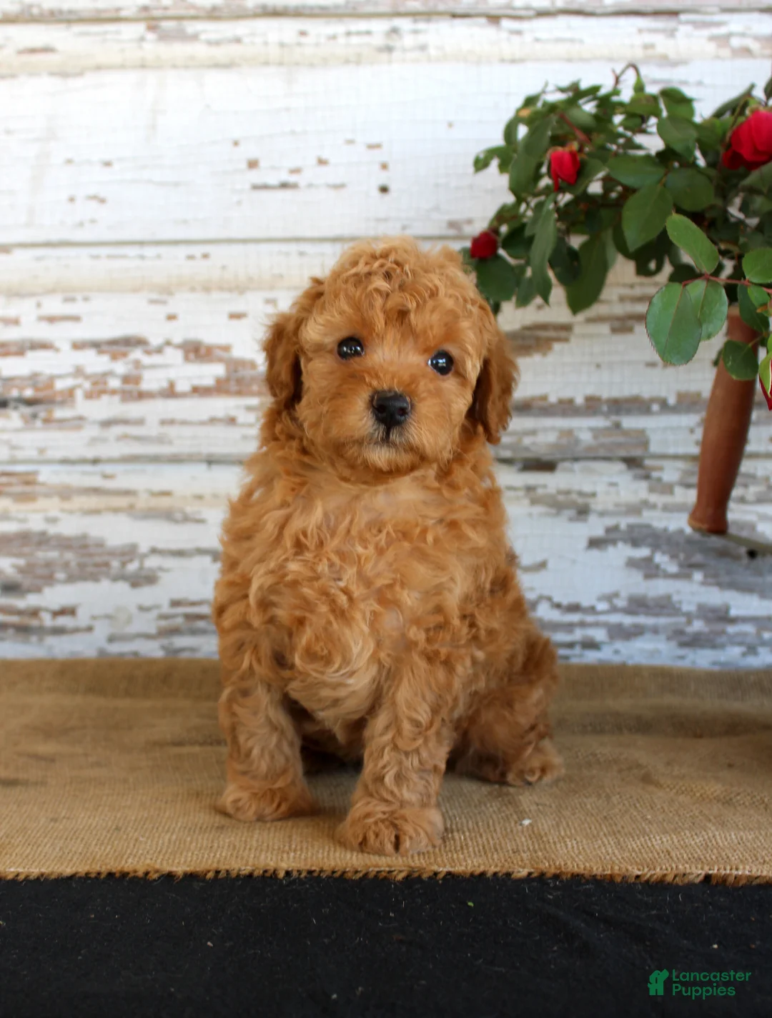 Miniature Poodle dogs for sale: Copper - Ad 1