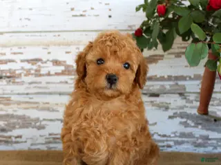 Miniature Poodle dogs Copper - Ad 3