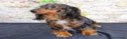 Miniature Dachshund dogs for sale: Butters - Ad 20