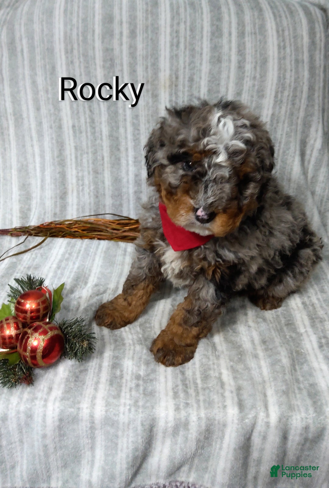 Mini Bernedoodle dogs for sale:  Rocky  - Ad 3