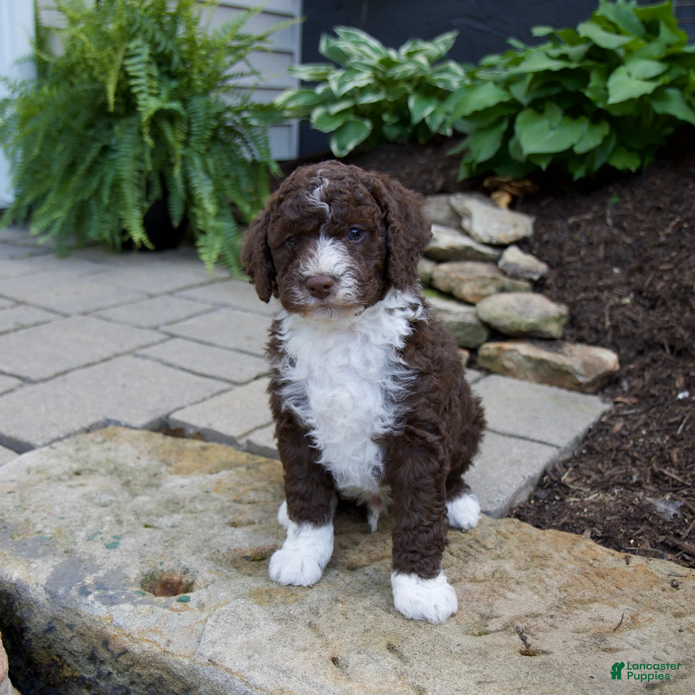 Mixed Breed dogs Flare - Ad 1