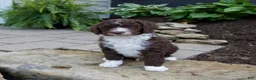 Mixed Breed dogs for sale: Flare - Ad 1