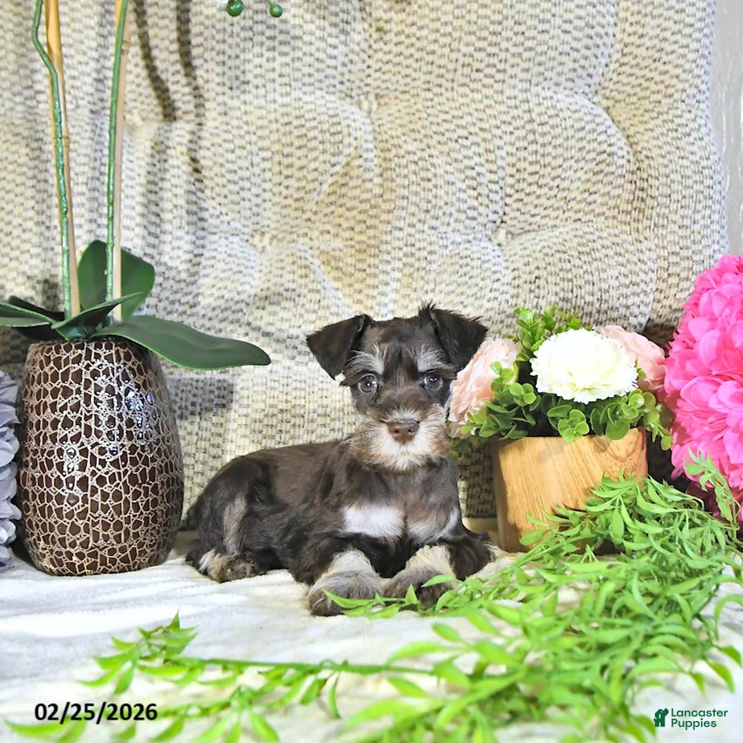 Miniature Schnauzer dogs for sale: Koby - Ad 3