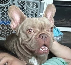 French Bulldog dogs Piglet - Ad 34