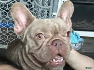 French Bulldog dogs Piglet - Ad 34