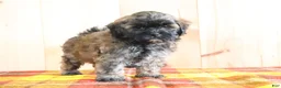 Shihpoo dogs for sale: Detroit - Ad 4