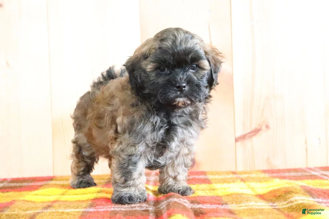 Shihpoo dogs for sale: Detroit - Ad 4