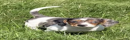Miniature Dachshund dogs for sale: Rain - Ad 7