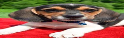 Beagle dogs for sale: Houston - Ad 3
