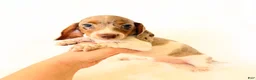 Miniature Dachshund dogs for sale: AKC Woody - Ad 3