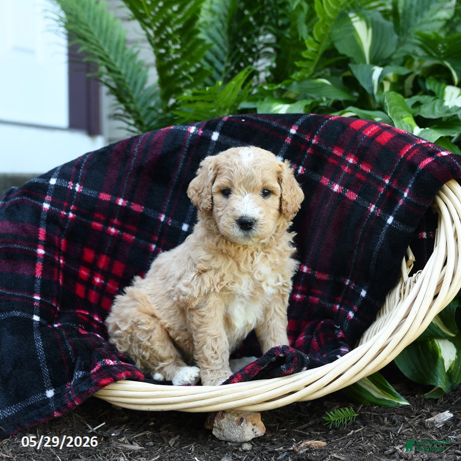 Goldendoodle dogs Mushroom - Ad 1