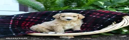 Goldendoodle dogs for sale: Mushroom - Ad 1