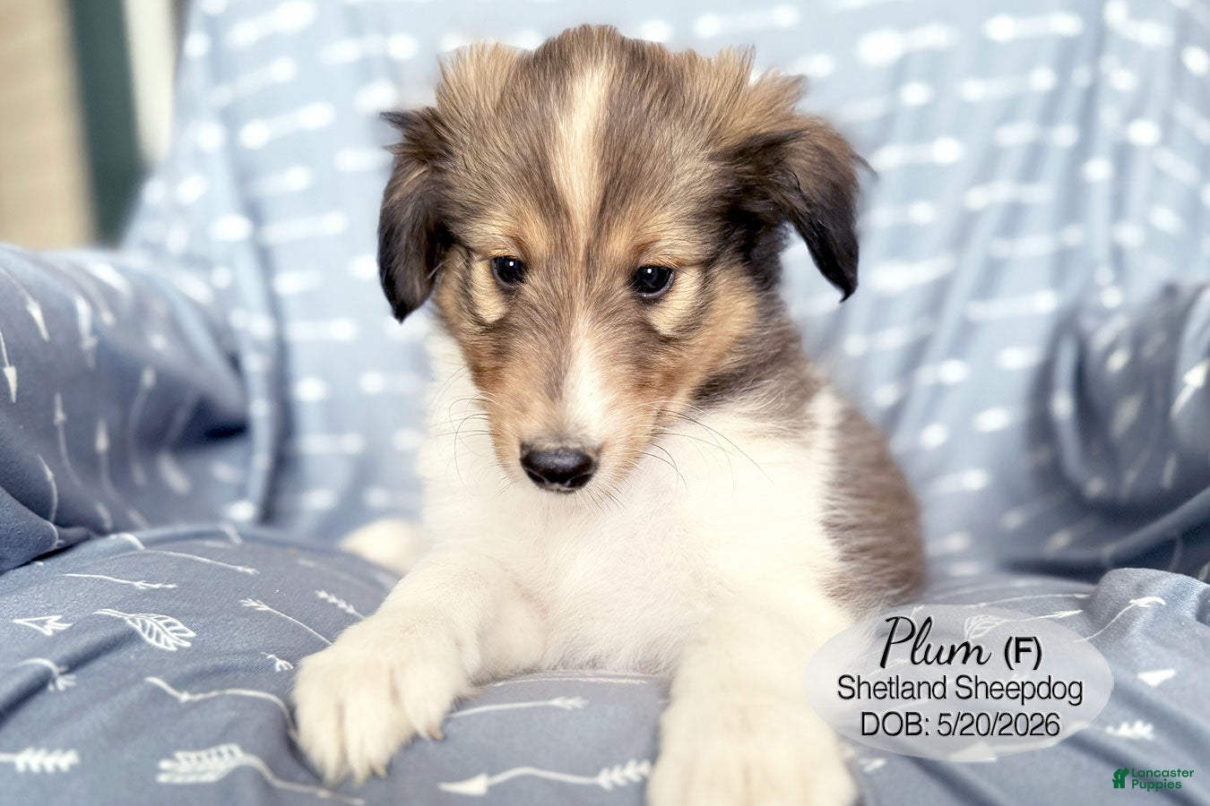 Shetland Sheepdog dogs Plum - Ad 2