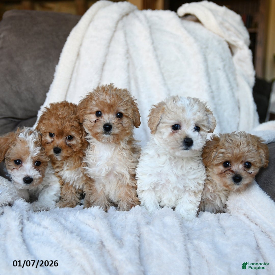 Mixed Breed dogs for sale: Cutie - Ad 3