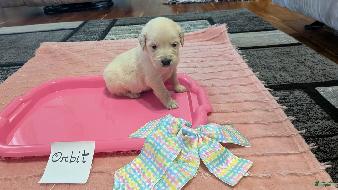 Golden Retriever dogs for sale: Orbit, AKC - Ad 2