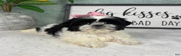 Shih Tzu dogs for sale: Sydney  - Ad 5