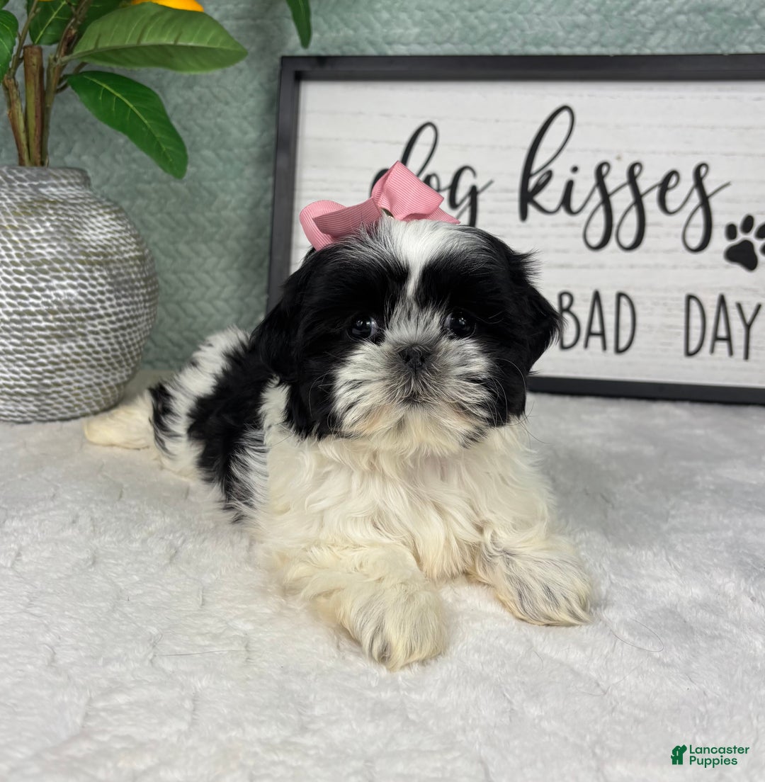 Shih Tzu dogs for sale: Sydney  - Ad 5