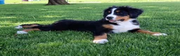 Bernese Mountain Dog dogs for sale: Bernese Mountain Dog Puppy 1 - Ad 4