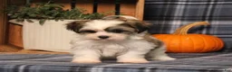 Teddy Bear dogs for sale: Flicka - Ad 5