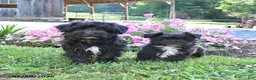 Morkie dogs for sale: Oreo - Ad 5