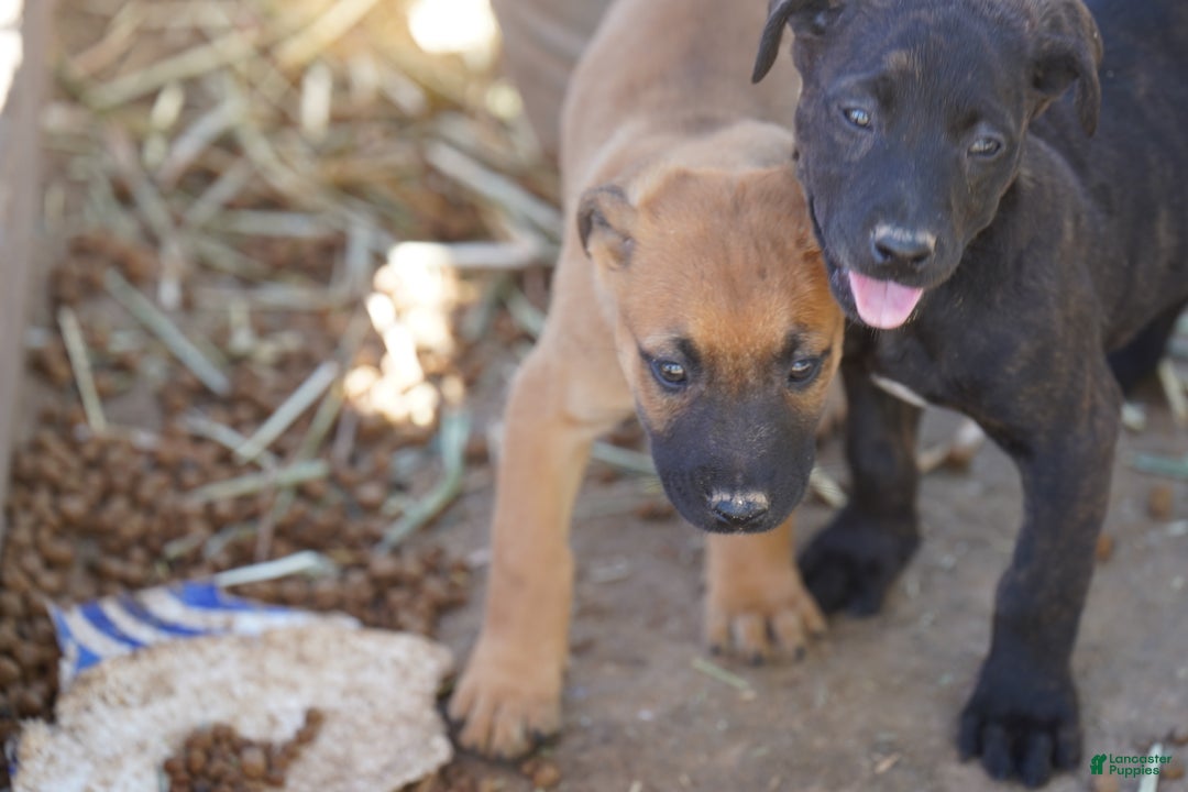 Belgian Malinois dogs for sale: Mali M fawn - Ad 5
