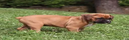Boxer dogs for sale: Porter - Ad 10