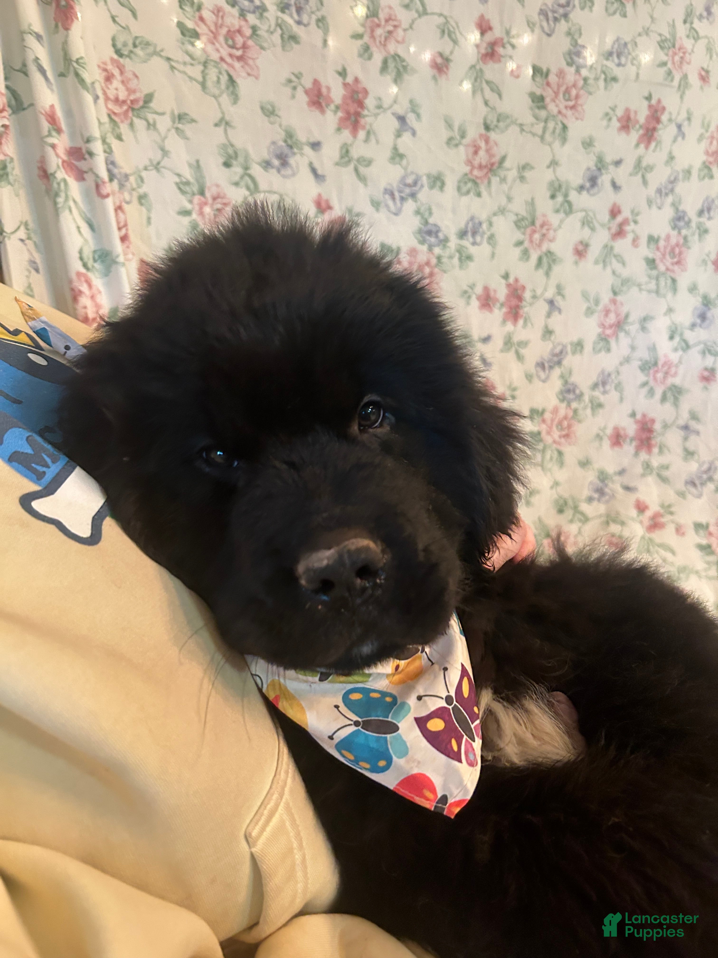 Newfoundland dogs Monarch - Ad 1