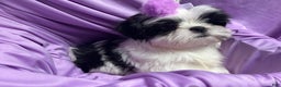 Shih Tzu dogs for sale: Shih Tzu Puppy 1 - Ad 6
