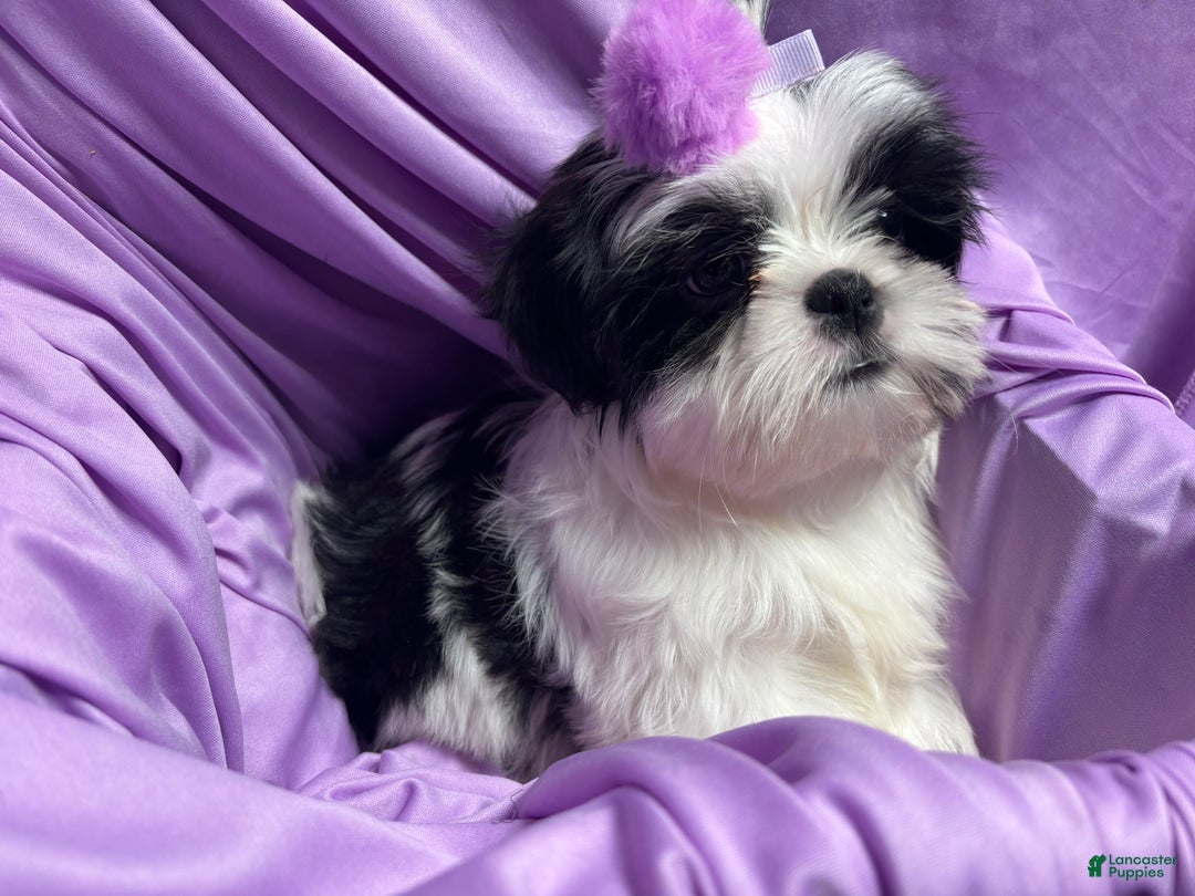Shih Tzu dogs for sale: Shih Tzu Puppy 1 - Ad 6