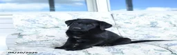 Mixed Breed dogs for sale: Link - Ad 2