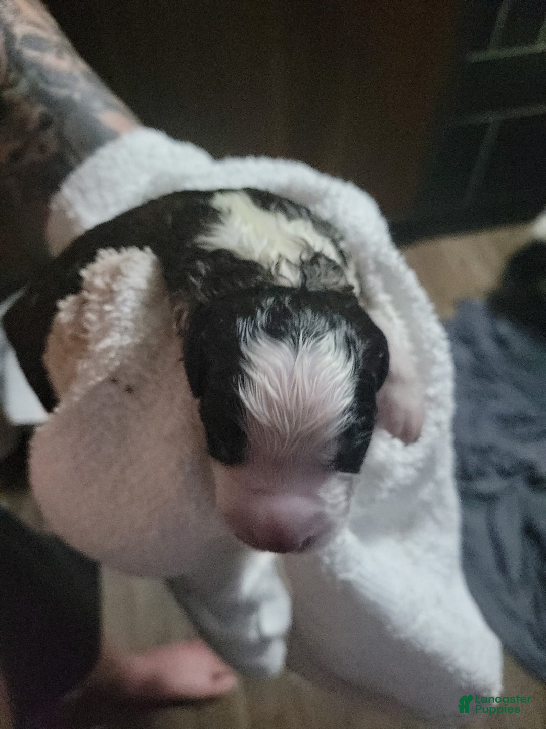 Saint Bernard dogs for sale: Puppy 3 - Ad 35