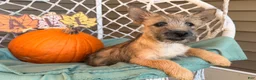 Cairn Terrier dogs for sale: Easton  - Ad 3