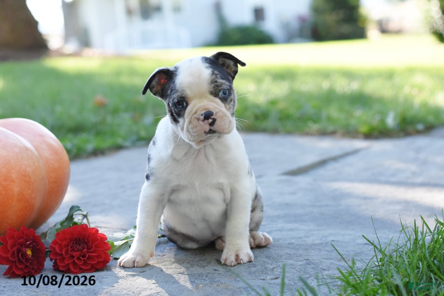 Tesha (Boston Terrier, Female) in Mifflinburg, PA