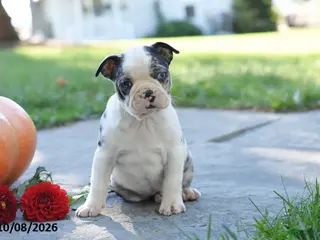 Boston Terrier dogs Tesha - Ad 1