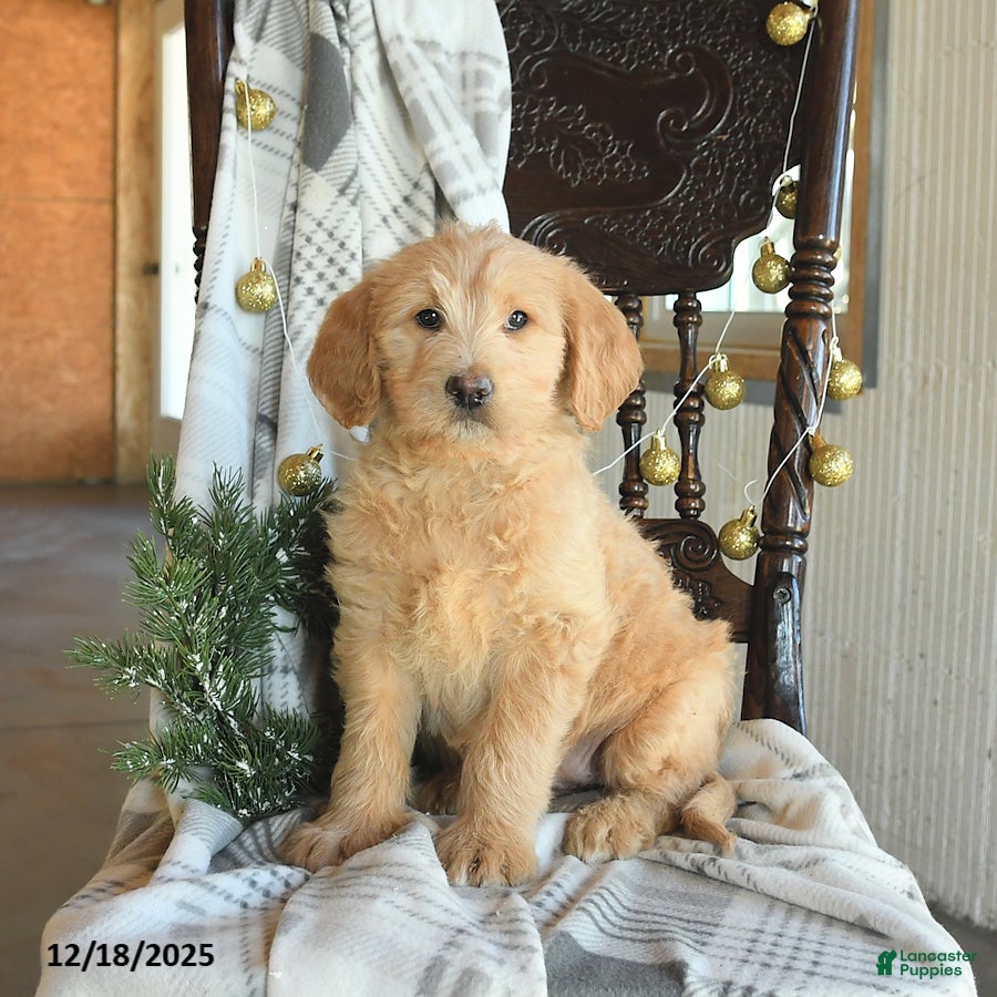 Labradoodle dogs Duchess - Ad 9