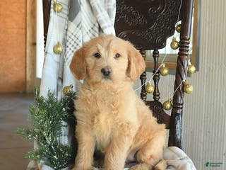 Labradoodle dogs Duchess - Ad 25