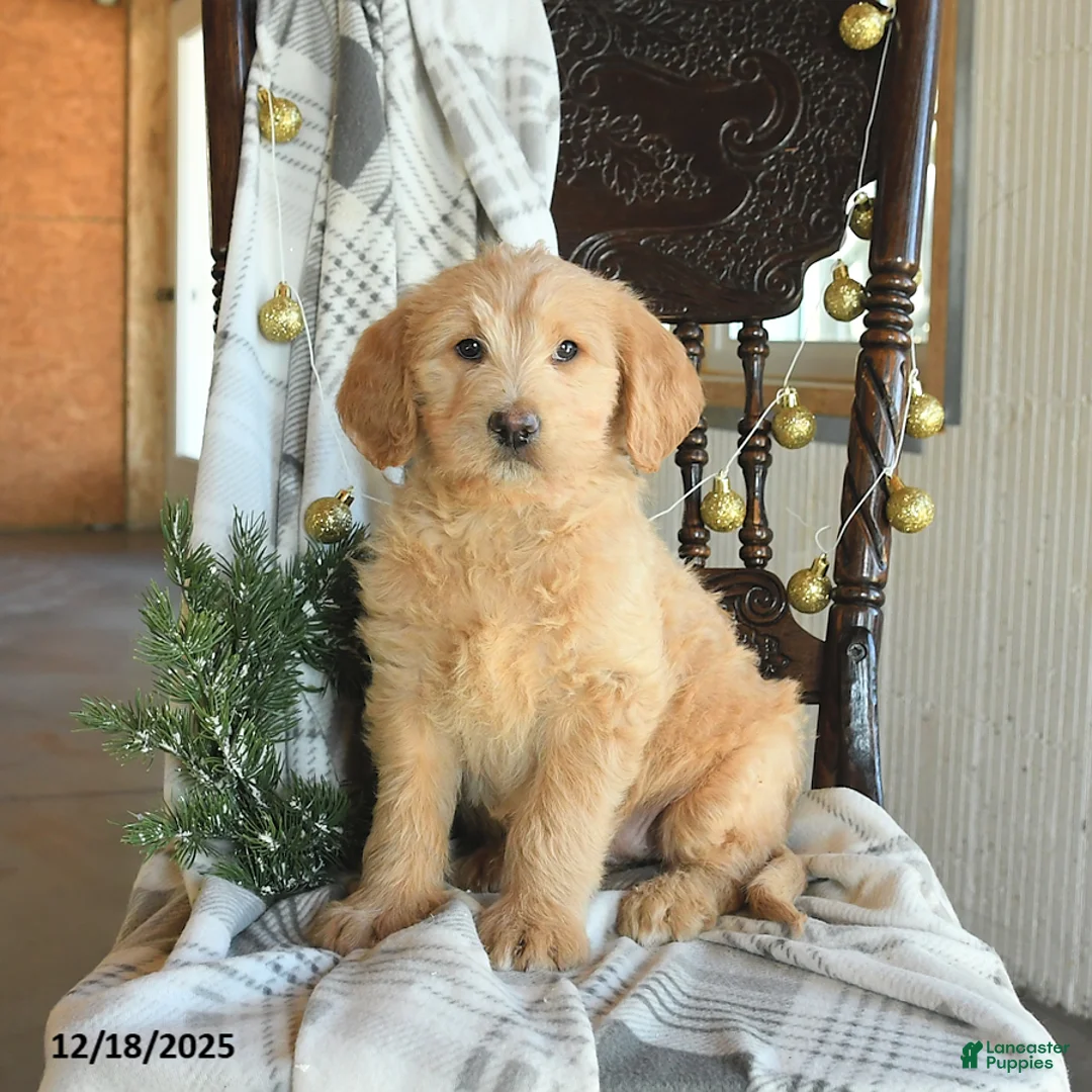 Labradoodle dogs for sale: Duchess - Ad 1