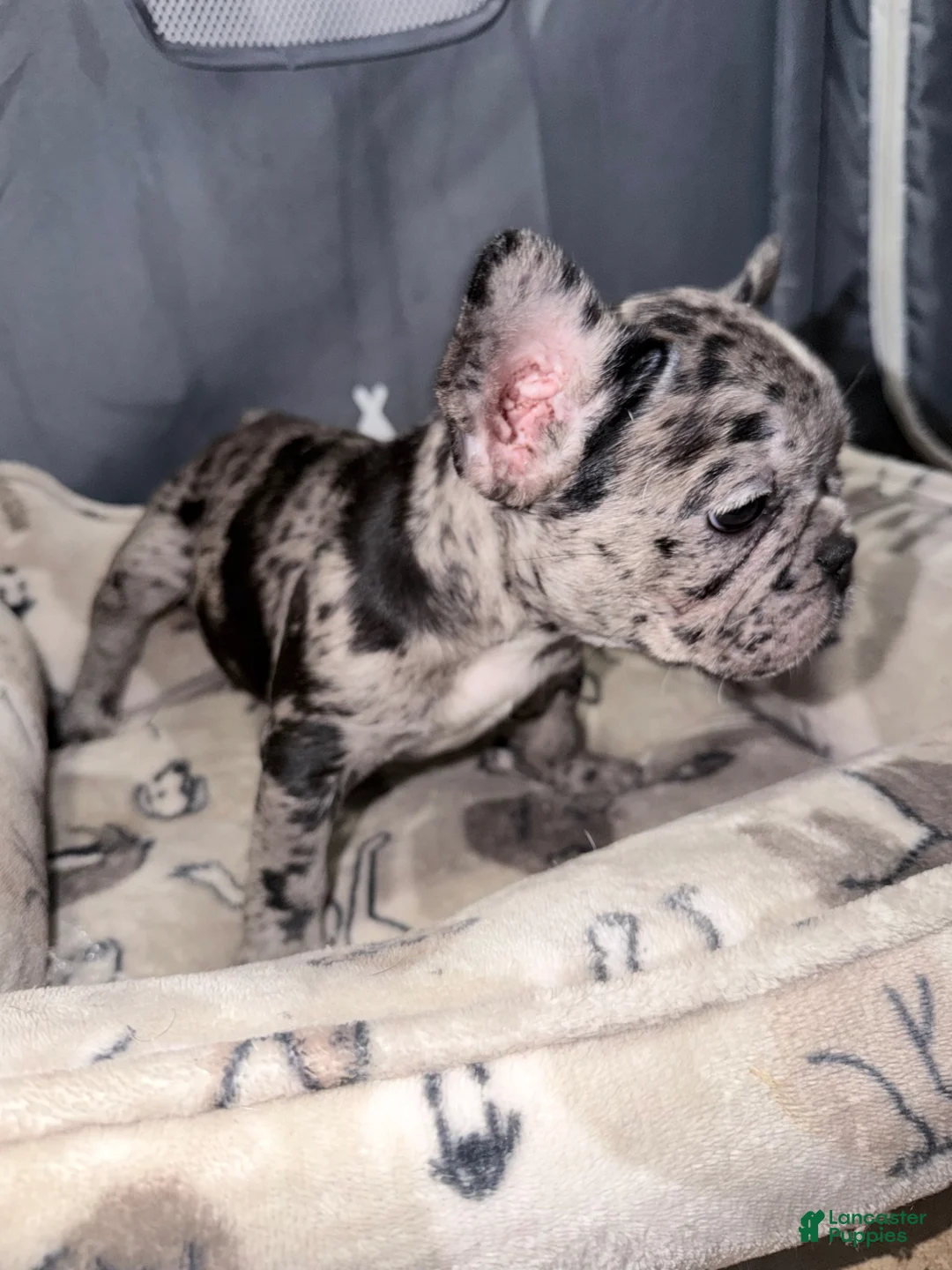 French Bulldog dogs for sale: French Bulldog Puppy 1 - Ad 2